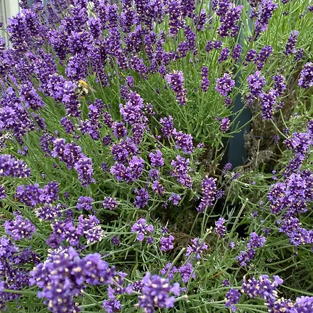 Дом отдыха Lawendowy Gosciniec