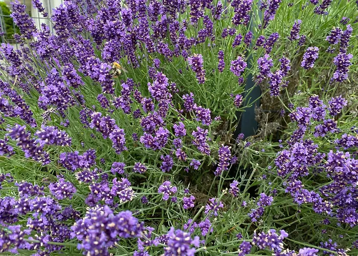 Nyaraló Lawendowy Gosciniec